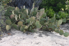Opuntia caboensis