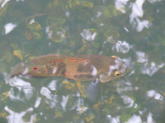 Astronotus ocellatus