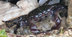 Pachygrapsus transversus