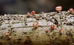 Erioscyphella lushanensis