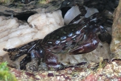 Pachygrapsus transversus