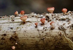 Erioscyphella lushanensis