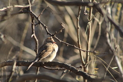 Spizella passerina