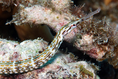 Corythoichthys schultzi