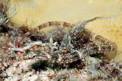 Corythoichthys schultzi