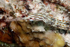 Corythoichthys schultzi