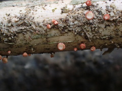 Erioscyphella lushanensis