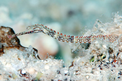 Corythoichthys schultzi