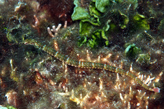 Corythoichthys schultzi