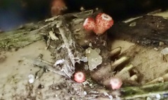 Erioscyphella lushanensis