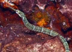 Corythoichthys schultzi