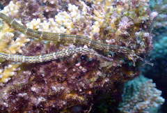 Corythoichthys schultzi