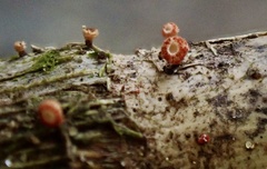Erioscyphella lushanensis