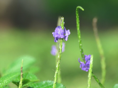 Stachytarpheta