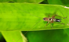 Conocephalus semivittatus