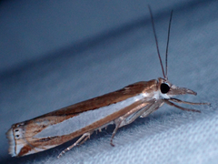 Crambus praefectellus