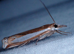 Crambus praefectellus
