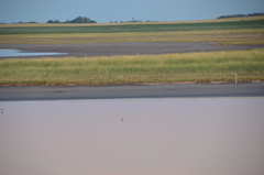 Himantopus mexicanus