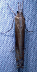 Crambus praefectellus
