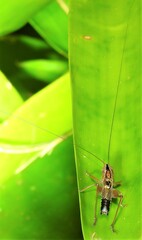 Conocephalus semivittatus
