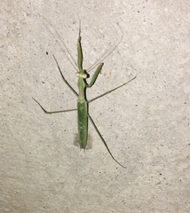 Coptopteryx argentina