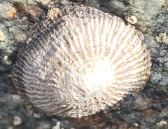 Siphonaria naufragum