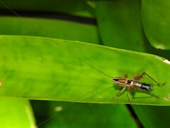 Conocephalus semivittatus
