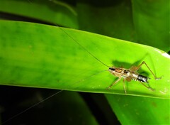 Conocephalus semivittatus