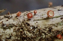 Erioscyphella lushanensis