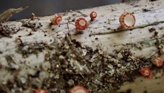 Erioscyphella lushanensis
