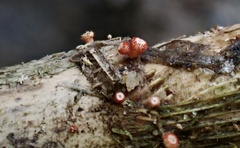 Erioscyphella lushanensis