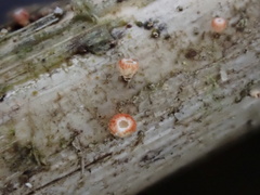 Erioscyphella lushanensis