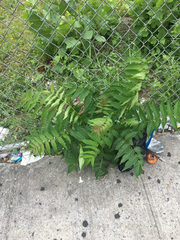 Ailanthus altissima