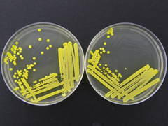 Micrococcus luteus