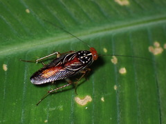 Euphyllodromia angustata