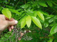 Oxydendrum