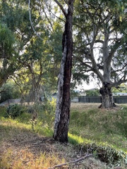 Eucalyptus botryoides