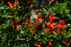 Haemorhous mexicanus