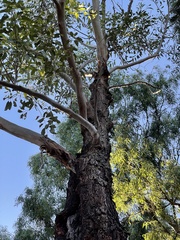 Eucalyptus botryoides