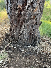 Eucalyptus botryoides