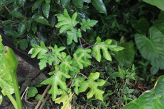 Leptostemonum