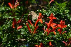 Haemorhous mexicanus