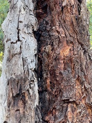 Eucalyptus botryoides