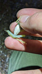 Boana rufitela