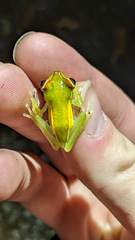Boana rufitela