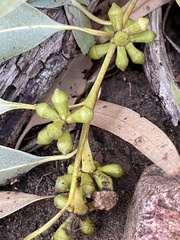 Eucalyptus botryoides