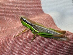 Bermius brachycerus
