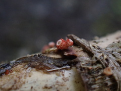 Erioscyphella lushanensis