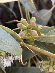 Eucalyptus botryoides