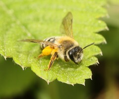 Andrena gravida